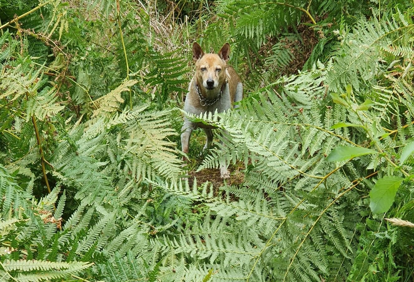 Cricket in ferns behind cottages