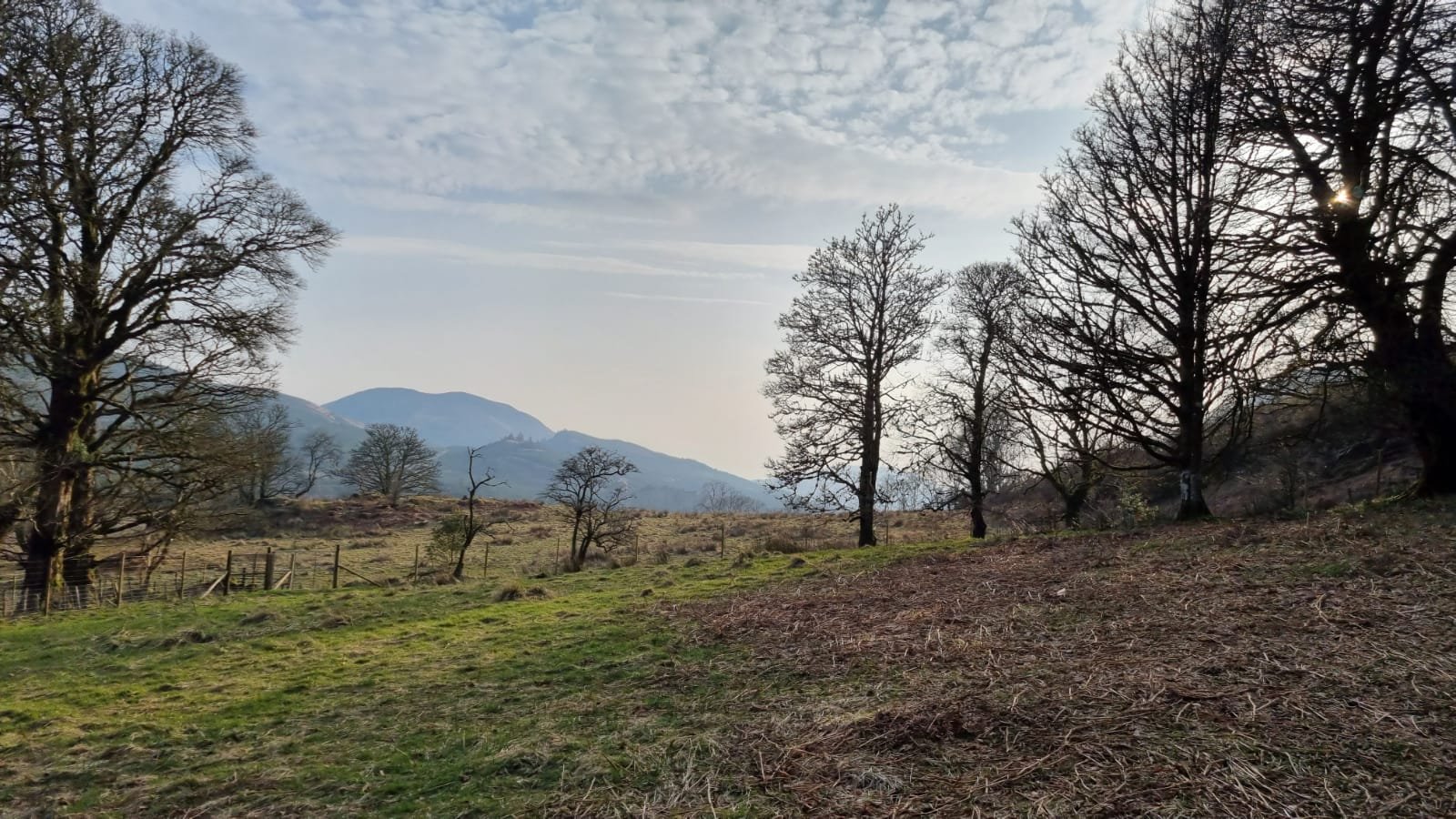 Paddock looking South